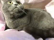 ブリティッシュショートヘア【群馬県・男の子・2017年3月19日・ブルー】の写真5「ジャスミンママです！」