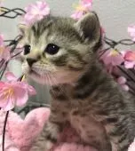 ブリティッシュミックスちゃん✨【群馬県・女の子・2021年2月23日・ブラウンタビー】の写真5「3/19撮影💕」