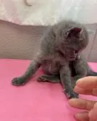 ロシアンブルー【群馬県・男の子・2022年3月27日・ブルー】の写真5