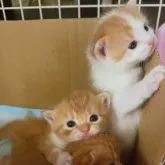 スコティッシュフォールド(立ち耳)【群馬県・女の子・2023年7月22日・レッドタビー&ホワイト】の写真5