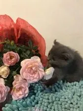 キンカロー【群馬県・女の子・2017年1月26日・ブルー】の写真5