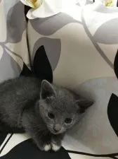 ロシアンブルー【群馬県・男の子・2017年4月12日・ブルー】の写真5