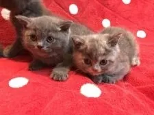 ブリティッシュショートヘア【群馬県・女の子・2017年3月19日・ブルークリーム】の写真5