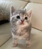 アメリカンカールミックスちゃん💕【群馬県・女の子・2021年9月5日・ブルーパッチドタビー】の写真5「性格も良いです✨ 9/26撮影」