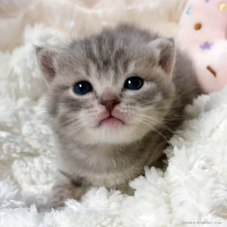 マンチカン(長足)【群馬県・男の子・2025年10月9日・ブルータビー】の写真1