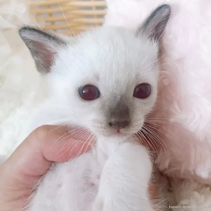 ID：2508-02043の子猫