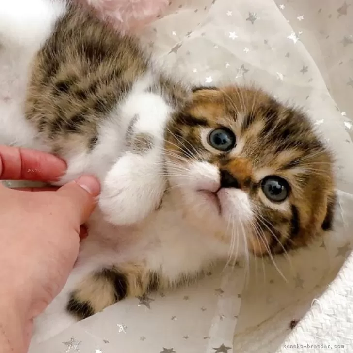 K.O 様のお迎えした子猫