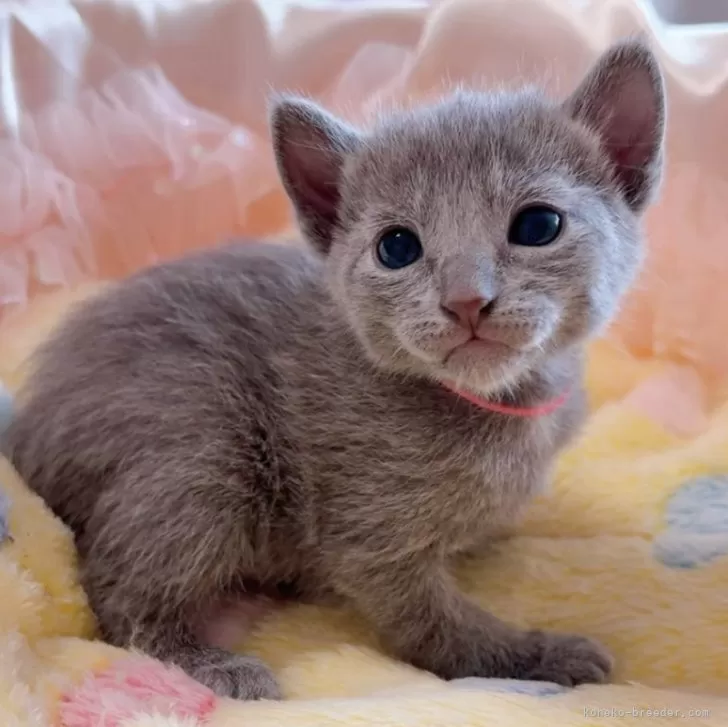 T.K 様のお迎えした子猫