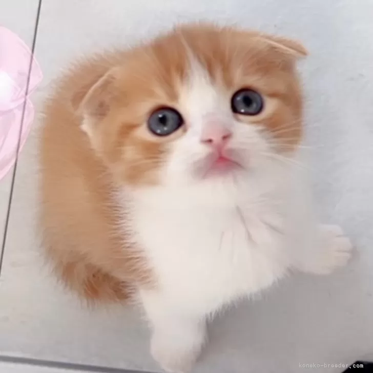 ID:2503-01873の子猫