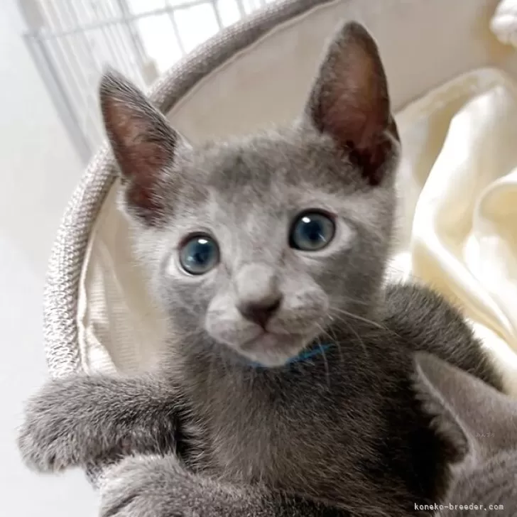 ID：2506-00557の子猫