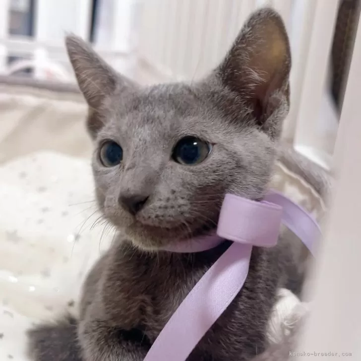 ID:2507-02238の子猫