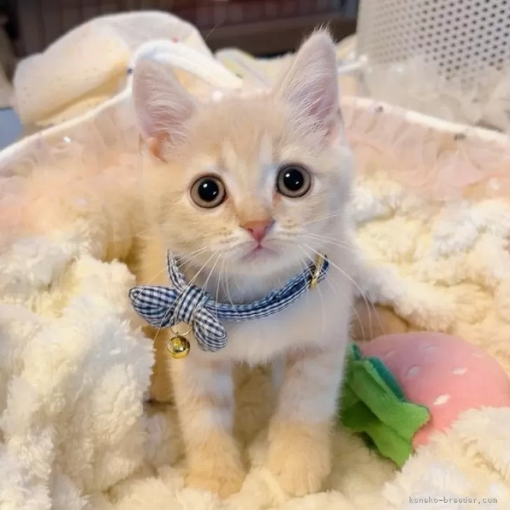 スコティッシュフォールド(立ち耳)【群馬県・男の子・2025年8月17日・クリーム】の写真1