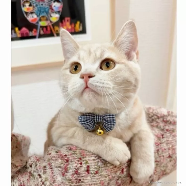 スコティッシュフォールド(立ち耳)【群馬県・男の子・2025年6月24日・クリームタビー】の写真1「愛嬌たっぷり✨人なつこくて可愛い💕」