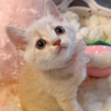 スコティッシュフォールド(立ち耳)【群馬県・女の子・2025年8月17日・クリームタビー（ショート）】の写真「まんまるもふもふ🫧やさしいお顔の可愛い子です🩷」