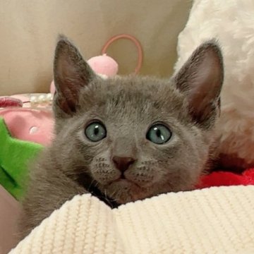 ロシアンブルー【群馬県・男の子・2025年1月19日・ブルー】の写真「人懐こい💕物怖じしないいい子です🥰」