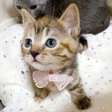 マンチカン(長足)【群馬県・女の子・2025年6月20日・ブラウンタビー】の写真「おっとり人なつこい♪ 可愛いお姫さまです🩷」