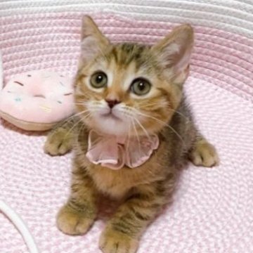 マンチカン(長足)【群馬県・女の子・2025年6月20日・ブラウンタビー】の写真「もうすぐ当日のお迎えも可能になります😊🩷」