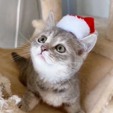 マンチカン(短足)【群馬県・女の子・2025年10月9日・ブルータビー（ショート）】の写真「おっとり可愛い短足ちゃん🩷すぐにお迎え可能です✨」