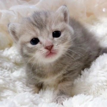 マンチカン(短足)【群馬県・女の子・2025年10月9日・ブルータビー】の写真「おっとりぽわぽわ🫧🩷癒し系プリンセスです👑」