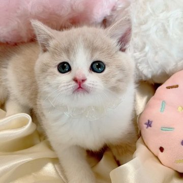 スコティッシュフォールド(立ち耳)【群馬県・女の子・2025年2月4日・クリームタビー&ホワイト】の写真「おっとり可愛いお姫さま🩷ご見学大歓迎です😊✨」
