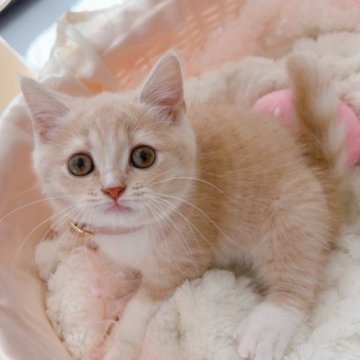スコティッシュフォールド(立ち耳)【群馬県・女の子・2025年8月17日・クリーム&ホワイト（ショート）】の写真「人なつこいまる顔ちゃん💕当日のお迎え可能です😊」