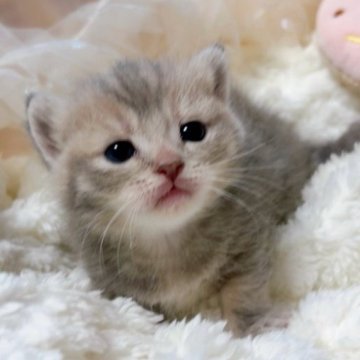 マンチカン(短足)【群馬県・女の子・2025年10月9日・ブルータビー】の写真「おっとりぽわぽわ🫧🩷癒し系プリンセスです👑」