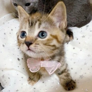 マンチカン(長足)【群馬県・女の子・2025年6月20日・ブラウンタビー】の写真「おっとり人なつこい✨可愛いお姫さまです🩷」