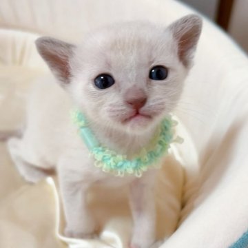 トンキニーズ【群馬県・男の子・2025年12月15日・プラチナミンク】の写真「大安生まれbaby🌟甘えたくんです🐈🩷」