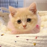 スコティッシュフォールド(立ち耳)