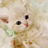スコティッシュフォールド(立ち耳)