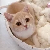 スコティッシュフォールド(立ち耳)