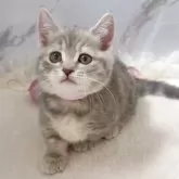 マンチカン(短足)