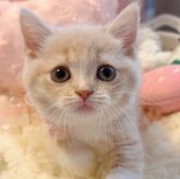 スコティッシュフォールド(立ち耳)