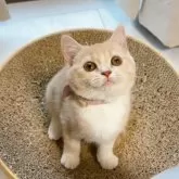 スコティッシュフォールド(立ち耳)