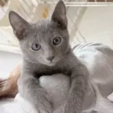 ロシアンブルー