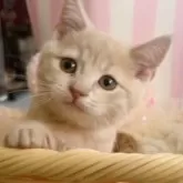 スコティッシュフォールド(立ち耳)