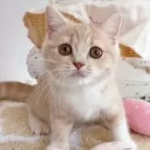 スコティッシュフォールド(立ち耳)