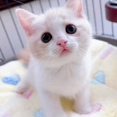 ミヌエット(長足)