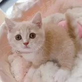 スコティッシュフォールド(立ち耳)