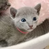 ロシアンブルー【群馬県・女の子・2025年1月19日・ブルー】の写真1