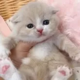 スコティッシュフォールド(折れ耳)