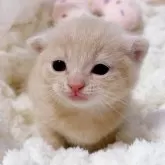 マンチカン(長足)