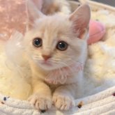 スコティッシュフォールド(立ち耳)