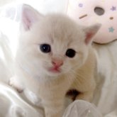 スコティッシュフォールド(立ち耳)