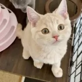 スコティッシュフォールド(立ち耳)