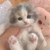 スコティッシュフォールド(折れ耳)