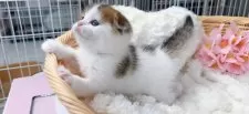 スコティッシュフォールド(折れ耳)【群馬県・男の子・2025年2月22日・ブラウンタビー&ホワイト】の写真4