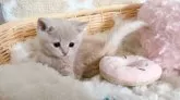 スコティッシュフォールド(立ち耳)【群馬県・男の子・2025年6月24日・クリームタビー】の写真4