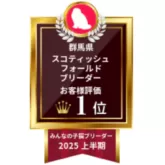 スコティッシュフォールド(立ち耳)【群馬県・女の子・2025年6月24日・クリームタビー】の写真7
