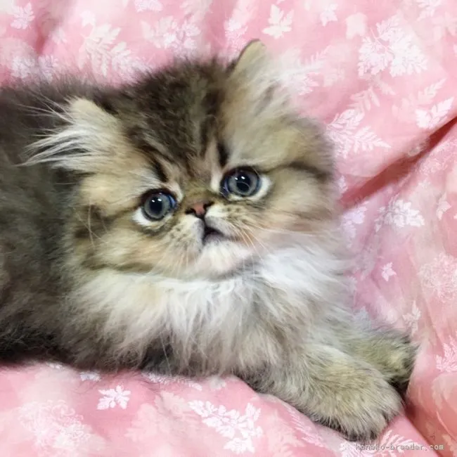 ID:1602-00327の子猫